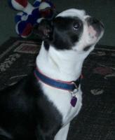 Boston Terrier Rescue