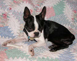 Boston Terrier Rescue