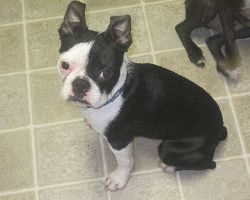 Dillon