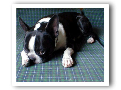 Boston Terrier Seattle