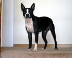 skinny boston terrier