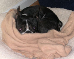 Boston Terrier Rescue