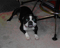 Boston Terrier Rescue