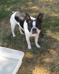 Dillon