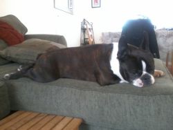 Dillon