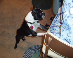 Boston Terrier Rescue