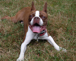 Rudy
