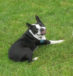 Dillon