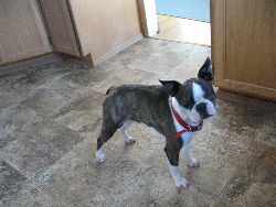 Seattle Purebred Dog Rescue Adoption Seattle Purebred Dog Rescue Adoption