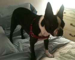 Dillon